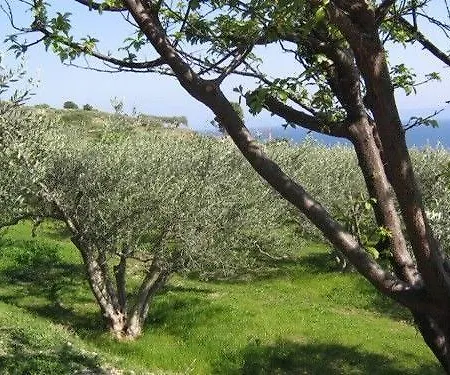 Nyaraló House Petric Bol
